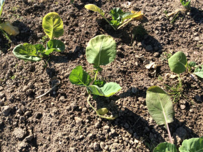 small green start grow from dirt